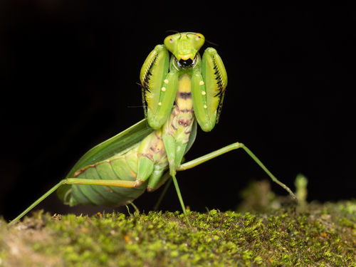 Common Asian Giant Mantis — 2