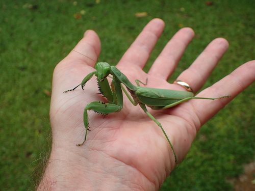 Common Asian Giant Mantis — 3