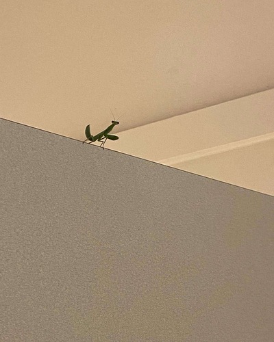 Common Asian Giant Mantis — 4