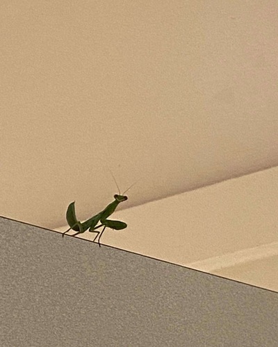 Common Asian Giant Mantis — 5