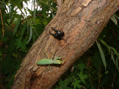 Common Asian Giant Mantis — 6