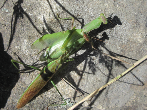 Common Asian Giant Mantis — 7