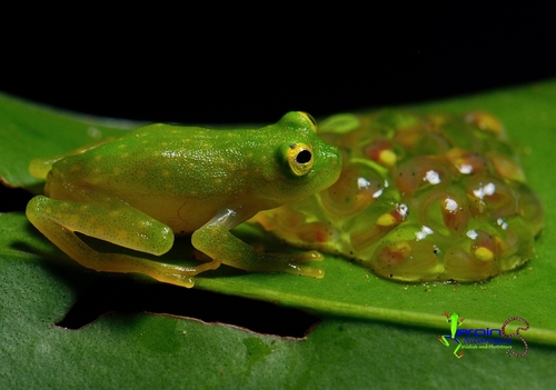 Glass Frog — 2