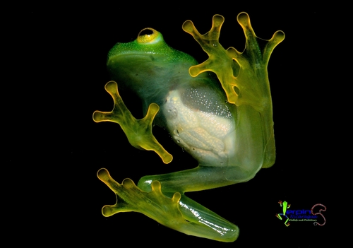 Glass Frog — 3