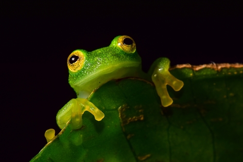 Glass Frog — 4