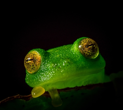 Glass Frog — 5