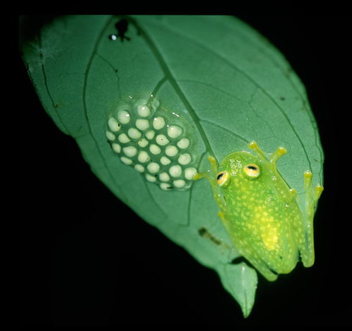 Glass Frog — 6