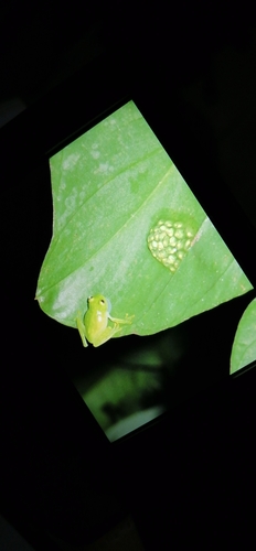 Glass Frog — 9