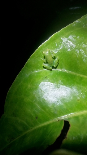 Glass Frog — 10