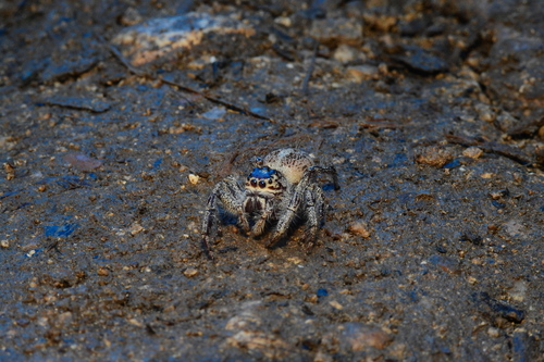 Giant Jumping Spider — 2