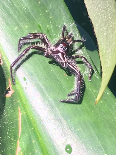 Giant Jumping Spider — 3