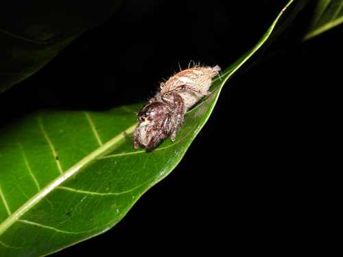 Giant Jumping Spider — 5