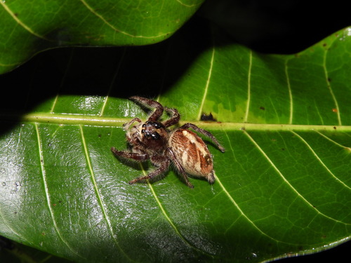 Giant Jumping Spider — 6
