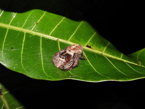 Giant Jumping Spider — 7