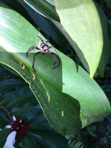 Giant Jumping Spider — 8