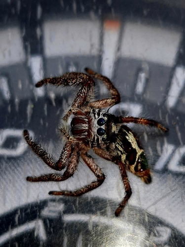 Giant Jumping Spider — 10