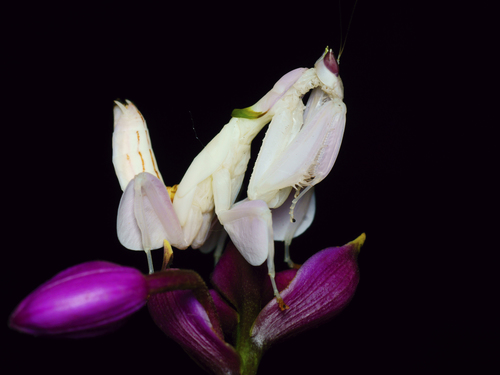 Mante-orchidée — 3