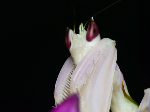 Mante-orchidée — 5