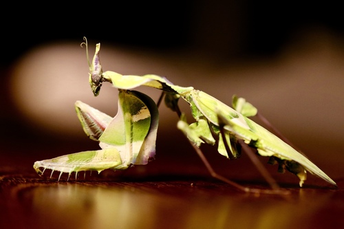 Devil's Flower Mantis — 2