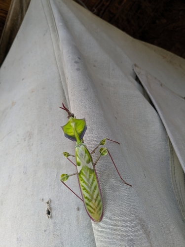 Devil's Flower Mantis — 4