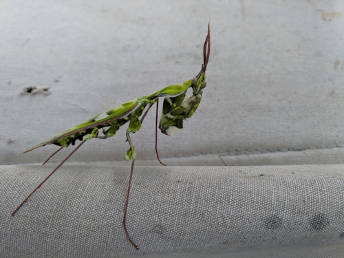Devil's Flower Mantis — 5