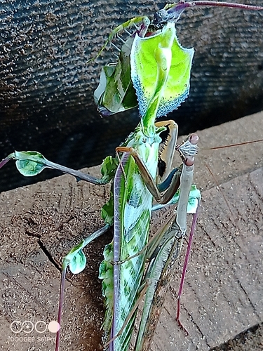 Devil's Flower Mantis — 10
