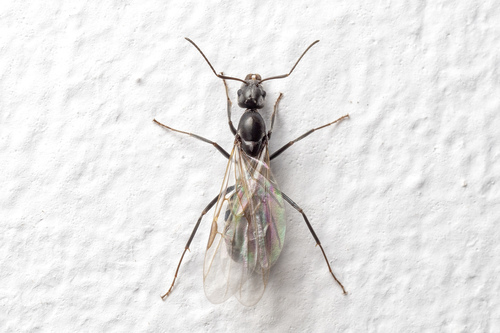 Asian Tyrant Ant — 3