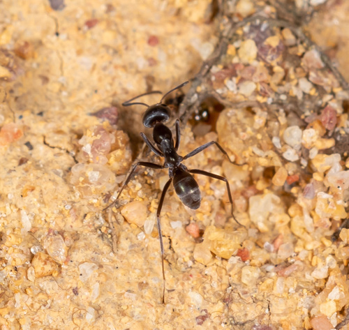 Asian Tyrant Ant — 4