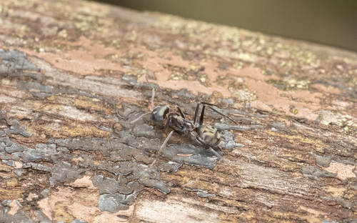Asian Tyrant Ant — 9