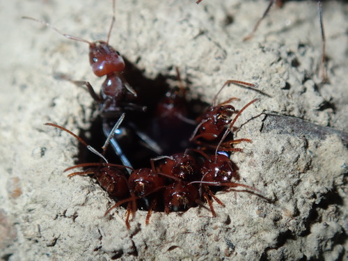 Southern Meat Ant — 5