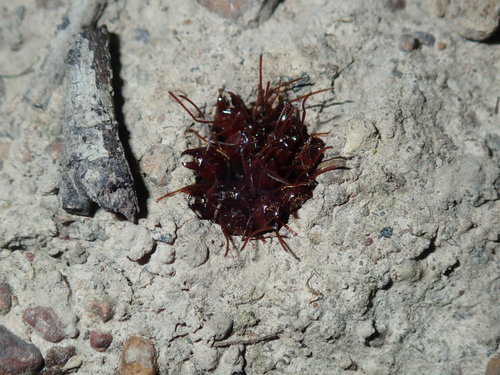 Southern Meat Ant — 8