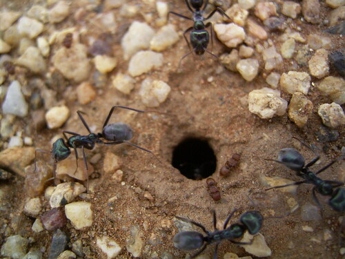 Southern Meat Ant — 9