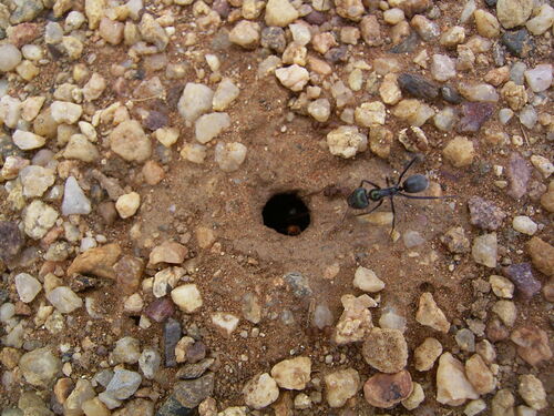 Southern Meat Ant — 10