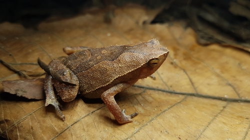 Rufous-sided Sticky Frog — 3