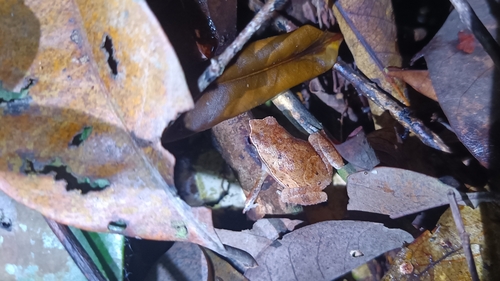 Rufous-sided Sticky Frog — 5