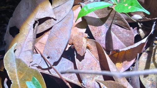 Rufous-sided Sticky Frog — 7