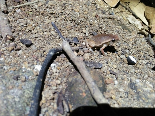 Rufous-sided Sticky Frog — 9