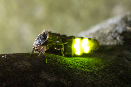 Common Glow-worm — 2