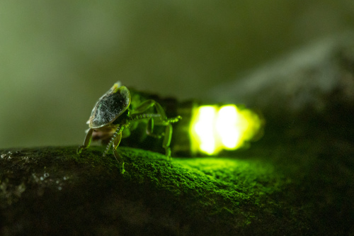 Common Glow-worm — 4