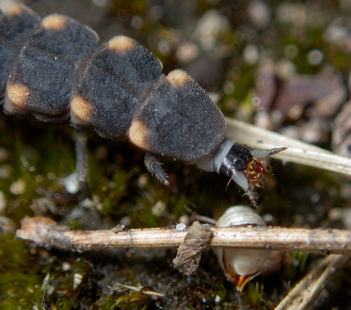 Common Glow-worm — 6