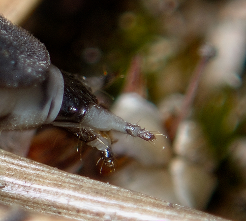 Common Glow-worm — 7