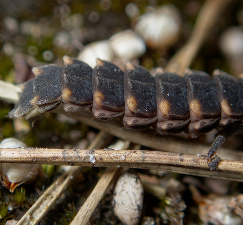 Common Glow-worm — 8