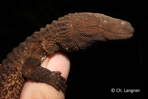 Earless Monitor — 2