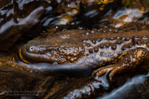 Earless Monitor — 9