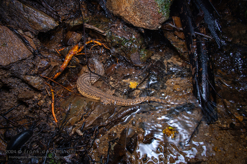 Earless Monitor — 10