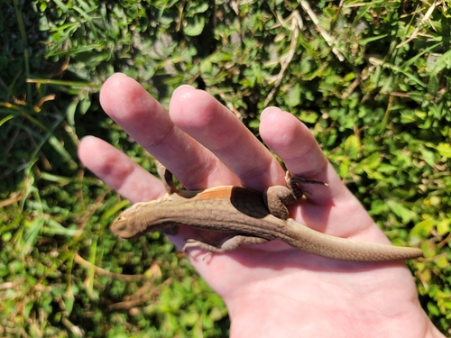 Butterfly Lizard — 2