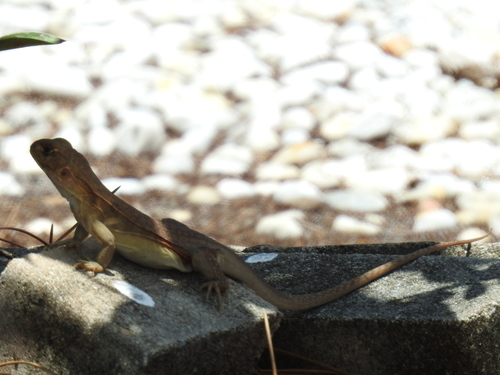 Butterfly Lizard — 10