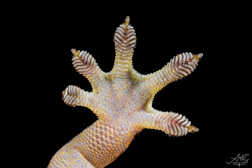 Mourning Gecko — 1