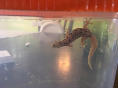 Mourning Gecko — 5