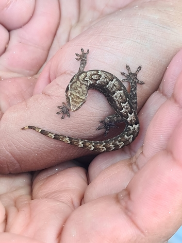 Mourning Gecko — 6